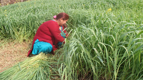जै घाँस लगाउने किसानलाई पोखरा महानगरको प्रोत्साहन